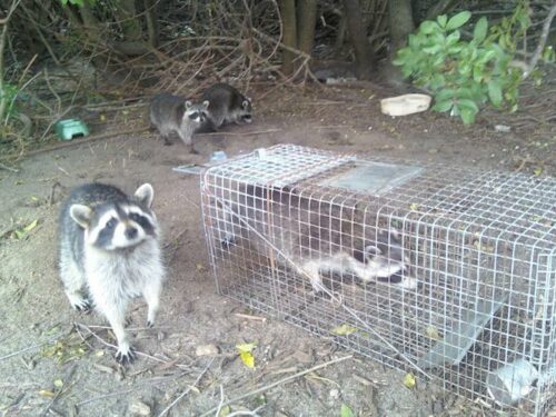A family of raccoons near one of our traps