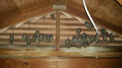 Family of bats hanging behind the shutters