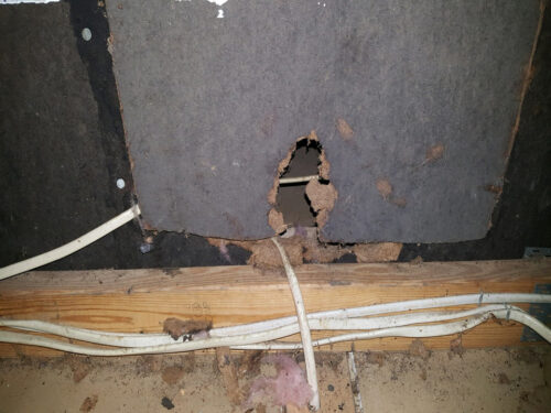 Rat damage in the attic